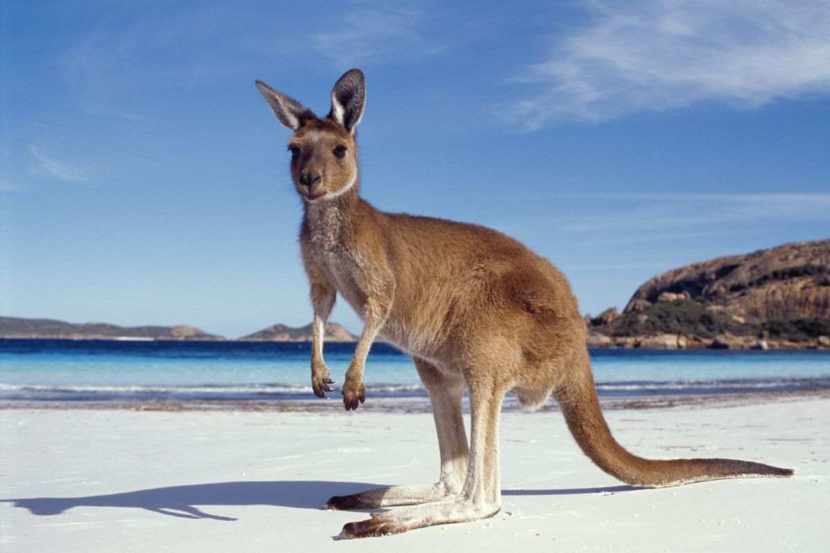 i big five del western australia