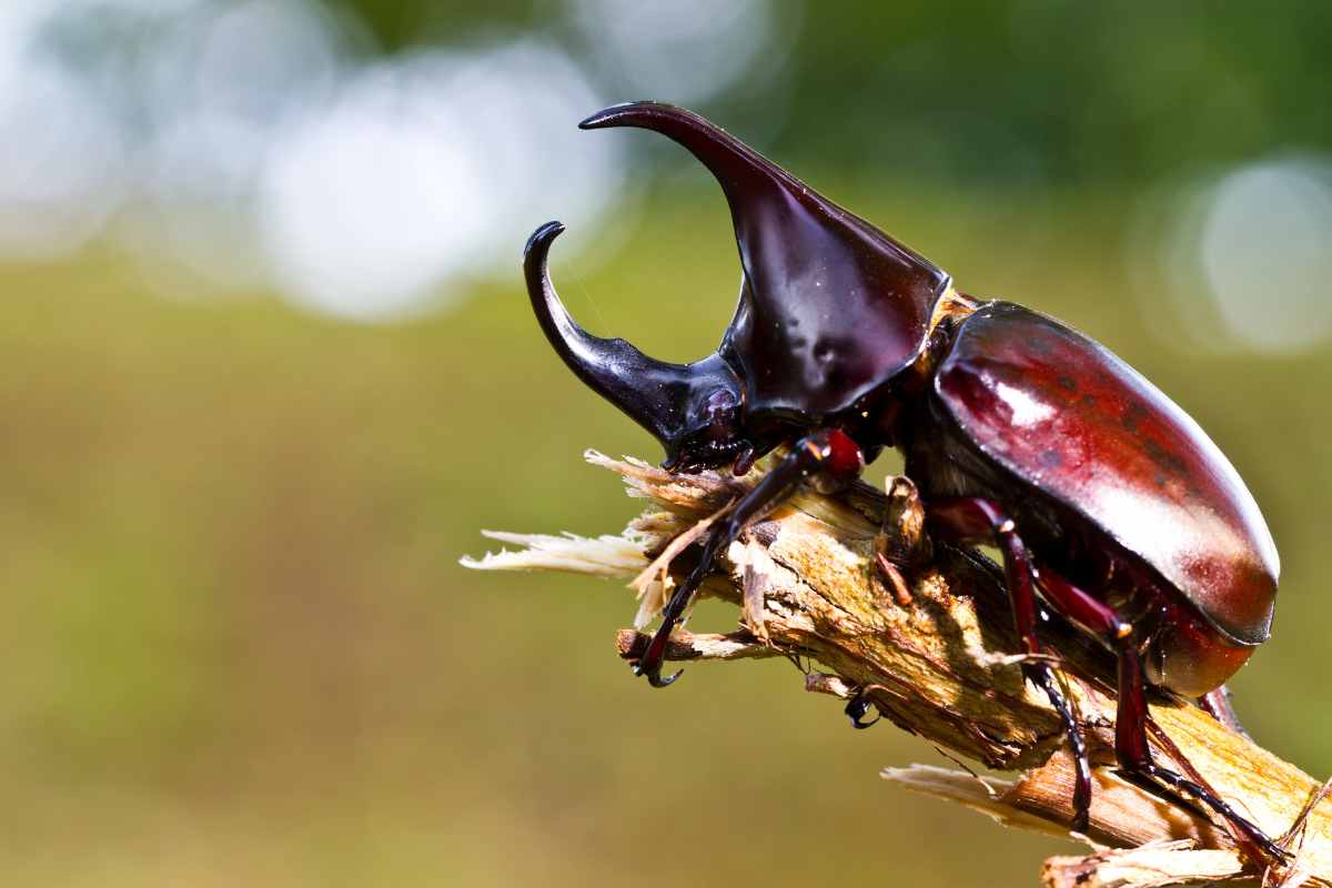 scarabeo giapponese italia