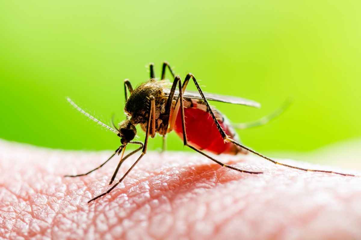 se vai in questo paese fai attenzione a questa malattia: la febbre gialla