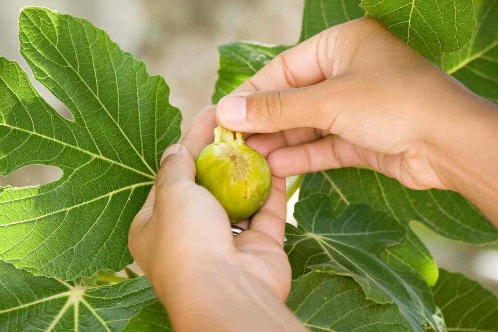 fichi ti guariscono, le proprietà