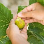 fichi ti guariscono, le proprietà