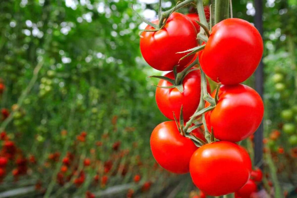 pomodori