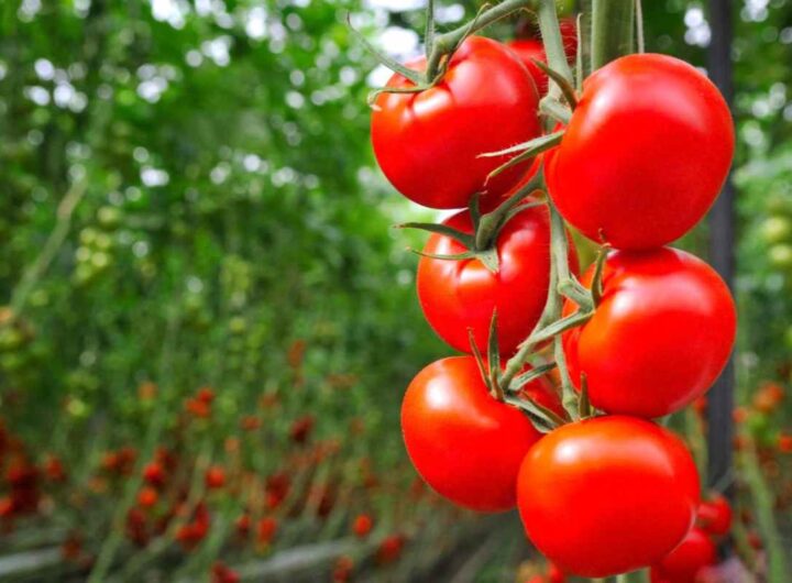 pomodori