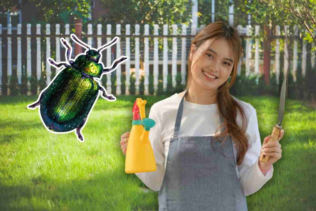 scarabeo giapponese allarme