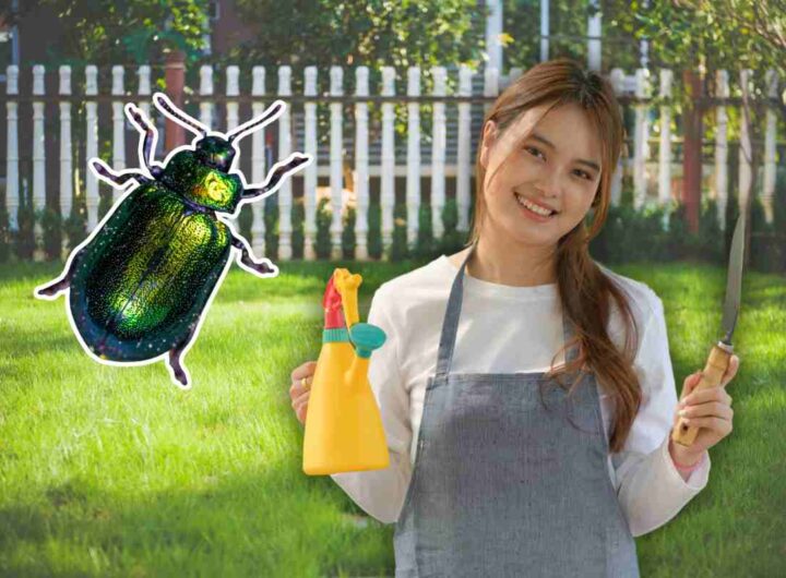 scarabeo giapponese allarme