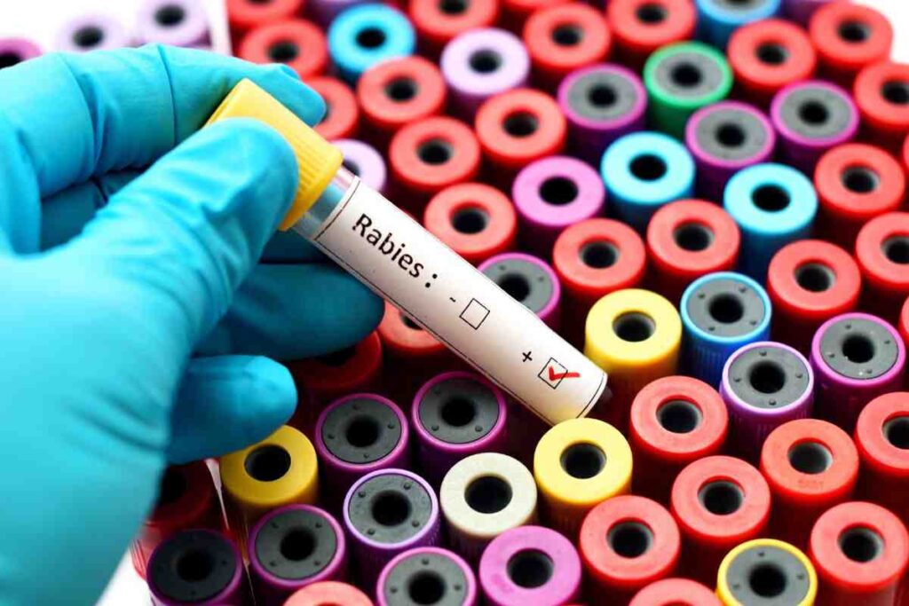rabbia, arriva in italia sintomi e causa