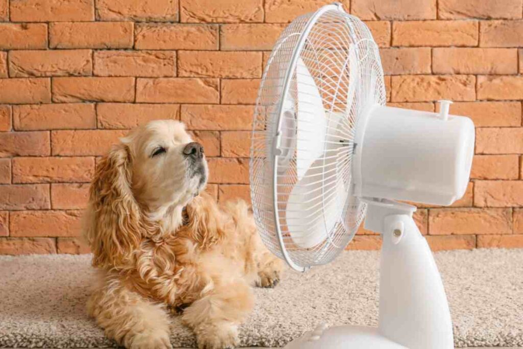 ventilatore