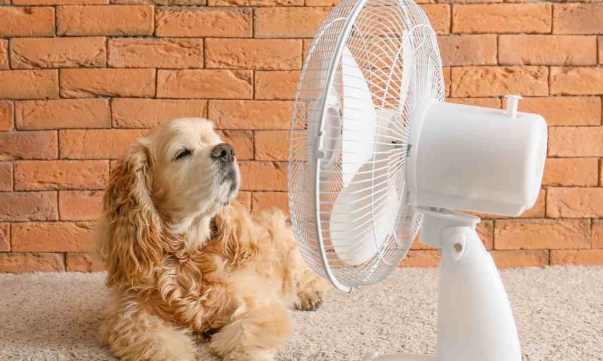 ventilatore