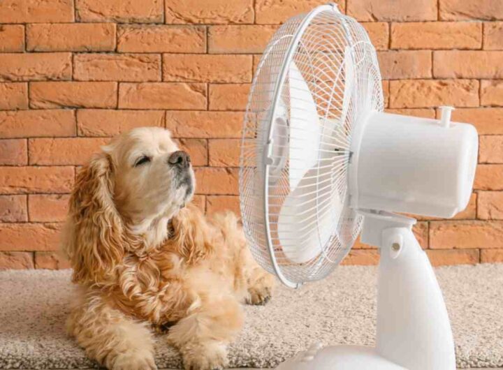 ventilatore